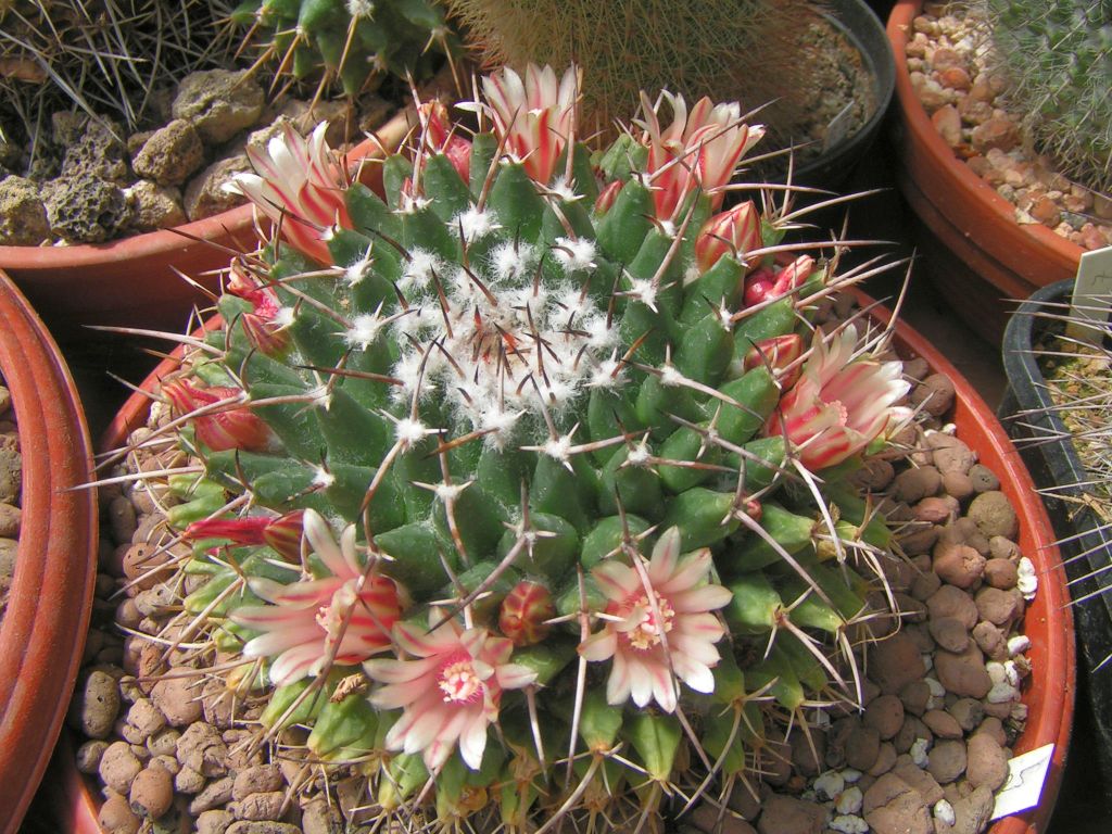 Mammillaria mystax